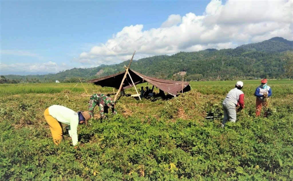 Babinsa Bantu Petani Panen Kacang Tanah Di Desa Bonawang InatonReport