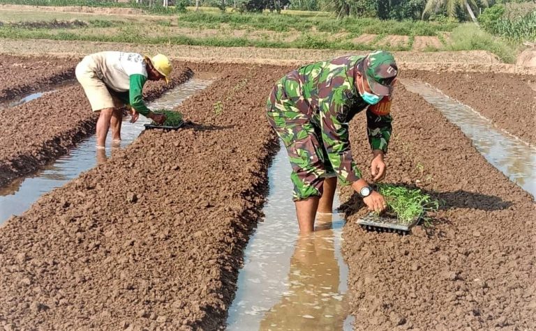 Sertu Beni Bantu Petani Desa Ikhwan Menanam Tomat - InatonReport