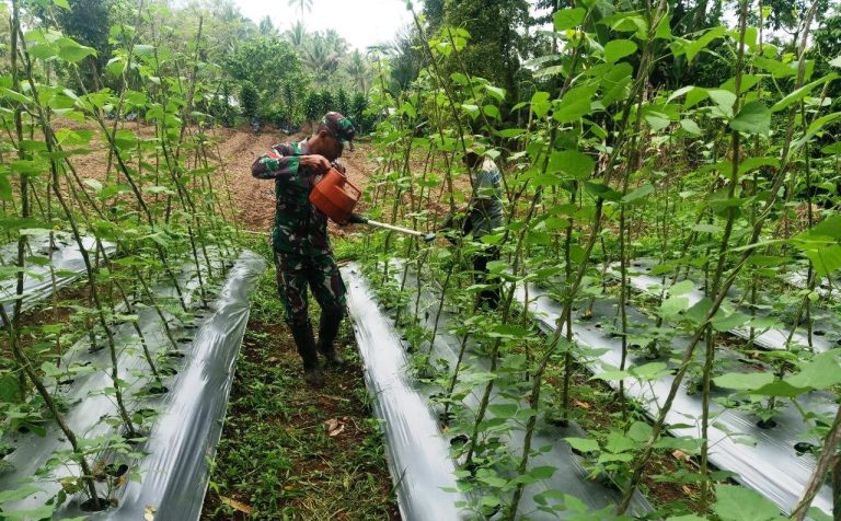 Manfaatkan Lahan Tidur Babinsa Bantu Petani Pupuk Tanaman Sayur Inatonreport